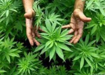 ҚАРАСОРА ӨСІРУШІ ҚҰРЫҚТАЛДЫ