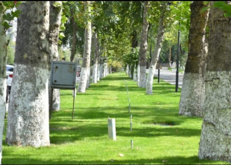 ШЫМКЕНТТЕ АҒАШ ҚОРЫ ЕКІ ЕСЕГЕ АРТАДЫ