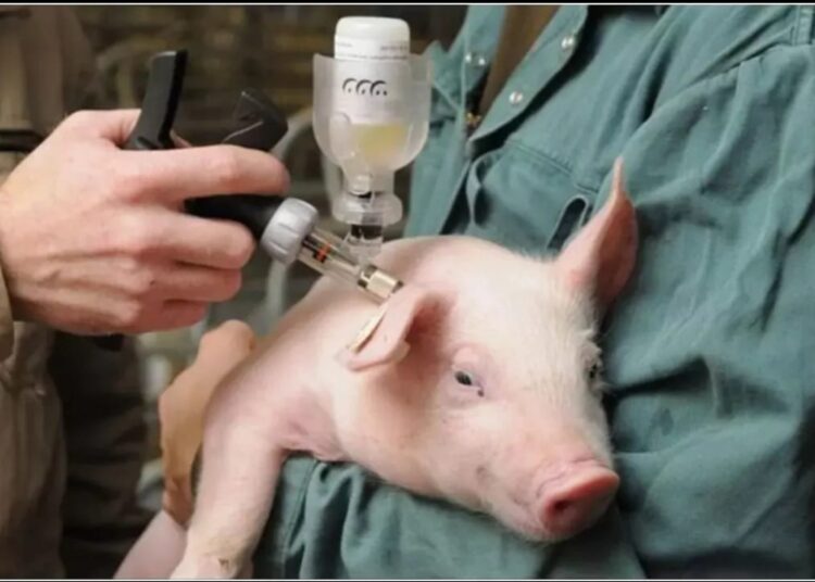 ШОШҚА ОБАСЫ АУРЫНАН САҚ БОЛЫҢЫЗ!