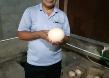 ТҮРКІСТАН: КЕНТАУДА 40 МЫҢ БАС ҚҰСҚА АРНАЛҒАН ФАБРИКА АШЫЛАДЫ