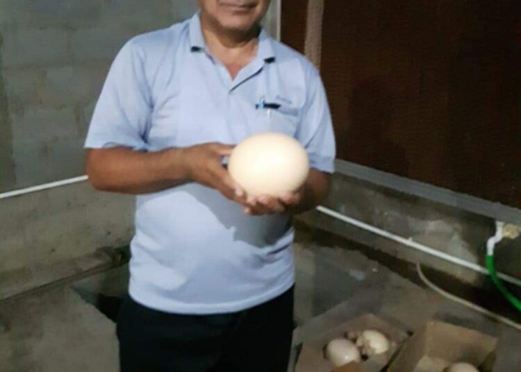 ТҮРКІСТАН: КЕНТАУДА 40 МЫҢ БАС ҚҰСҚА АРНАЛҒАН ФАБРИКА АШЫЛАДЫ