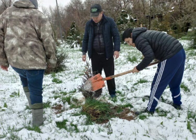 СЕНБІЛІКТЕ 5 МЫҢ ТҮП КӨШЕТ ЕГІЛДІ