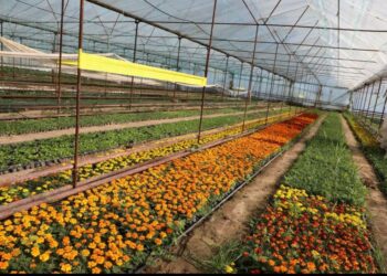 ТҮРКІСТАН: САРЫАҒАШТЫҚ БАҒБАН ӨСІРГЕН ГҮЛДЕР ІРІ ҚАЛАЛАРҒА СӘН БЕРІП ЖАТЫР