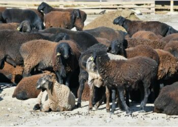 ТҮРКІСТАН ОБЛЫСЫ МАЛ ШАРУАШЫЛЫҒЫН ДАМЫТУ БОЙЫНША КӨШ БАСТАП ТҰР