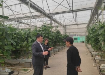 ЖАҢАДАН САЛЫНҒАН ЖЫЛЫЖАЙДА ҚИЯР ӨНІМДЕРІН ӨНДІРУМЕН АЙНАЛЫСУДА