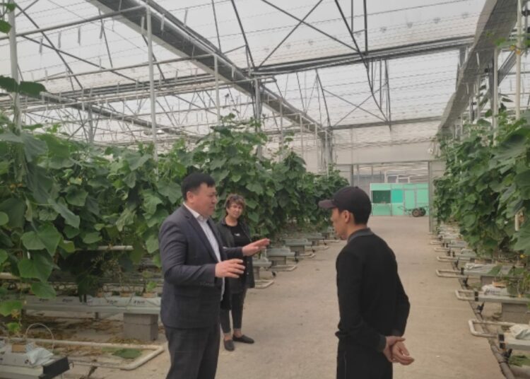 ЖАҢАДАН САЛЫНҒАН ЖЫЛЫЖАЙДА ҚИЯР ӨНІМДЕРІН ӨНДІРУМЕН АЙНАЛЫСУДА