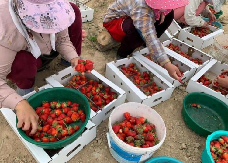 ТҮРКІСТАН: КЕЛЕС АУДАНЫНДА ҚҰЛПЫНАЙ ПІСТІ