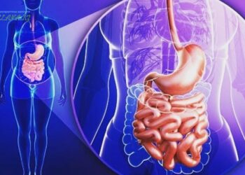 СIЗ БIЛЕСIЗ БЕ? АДАМ АҒЗАСЫНЫҢ ЕКІНШІ МИЫ — ОЛ ІШЕК ЕКЕН.