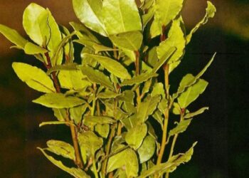 ЛАВР ЖАПЫРАҒЫНЫҢ АДАМ ДЕНСАУЛЫҒЫНА ПАЙДАСЫ