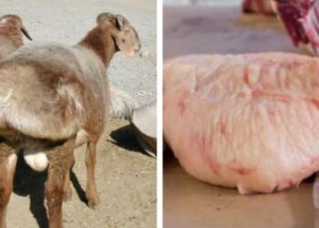 ҚҰЙРЫҚ МАЙДЫҢ БІЗ БІЛМЕЙТІН ПАЙДАСЫ