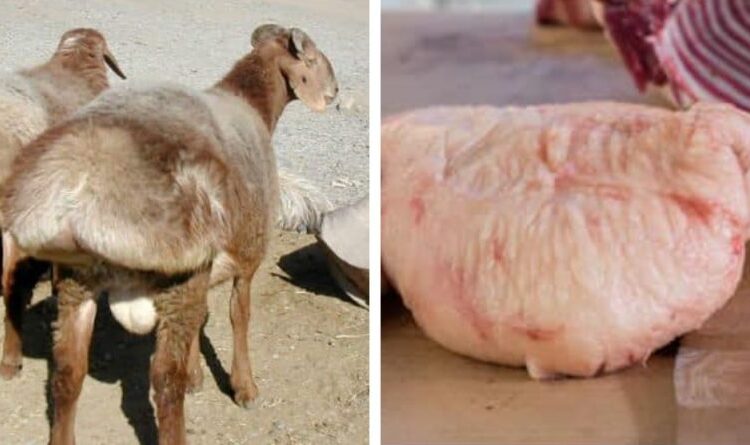 ҚҰЙРЫҚ МАЙДЫҢ БІЗ БІЛМЕЙТІН ПАЙДАСЫ