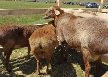 ҒАЛЫМДАР ҚОЙДЫҢ ЕТІ БЕЛСІЗДІКТЕН ҚОРҒАЙТЫНЫН ДӘЛЕЛДЕДІ