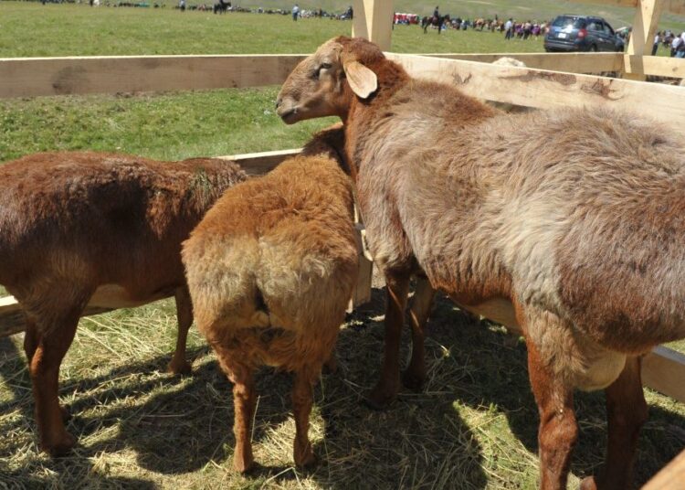 ҒАЛЫМДАР ҚОЙДЫҢ ЕТІ БЕЛСІЗДІКТЕН ҚОРҒАЙТЫНЫН ДӘЛЕЛДЕДІ