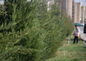 ТУРКЕСТАНЦЫ ВЫСАДИЛИ БОЛЕЕ 100 ТЫСЯЧ ДЕРЕВЬЕВ