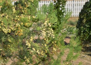 «ЖАСЫЛ ЧЕЛЛЕНДЖ» ІС-ШАРАСЫ ТҮРКІСТАНДА ЖАЛҒАСТЫ