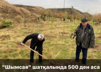 ШЫМСАЯ ШАТҚАЛЫ ЖАСЫЛ ЖЕЛЕККЕ АЙНАЛАДЫ