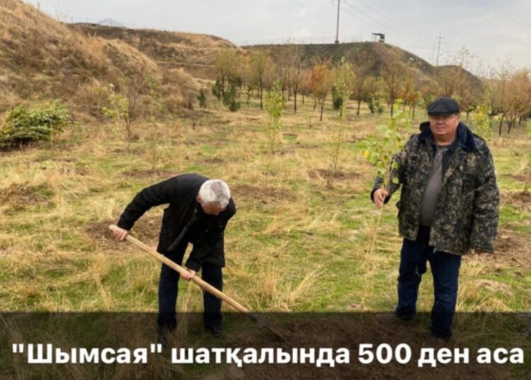 ШЫМСАЯ ШАТҚАЛЫ ЖАСЫЛ ЖЕЛЕККЕ АЙНАЛАДЫ