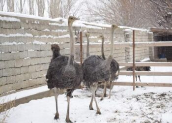 ОТЫРАРЛЫҚ КӘСІПКЕР ЕРЕКШЕ ТҮЙЕҚҰС ӨСІРУ ІСІН ҚОЛҒА АЛДЫ