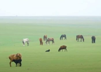 ТҮРКІСТАН: КЕЛЕС АУДАНЫНДА 81 600 ГЕКТАР ЖЕР ОРТАҚ ЖАЙЫЛЫМҒА БЕРІЛДІ