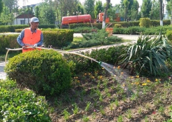 ШЫМКЕНТТЕ ҚАЛА АУМАҒЫН КӨГАЛДАНДЫРУ МЕН АБАТТАНДЫРУҒА БАСЫМДЫҚ БЕРІЛЕДІ