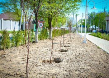 ТҮРКІСТАН ОБЛЫСЫНДАҒЫ ЕЛДІ МЕКЕНДЕРГЕ 500 МЫҢНАН АСА КӨШЕТ ЕГІЛДІ