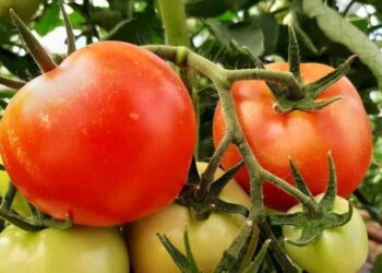 ТҮРКІСТАН: КЕЛЕС АУДАНЫНДА КӘСІПКЕРЛІК НЫСАНДАРЫ КӨБЕЙЕДІ