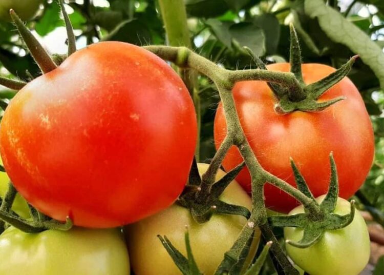 ТҮРКІСТАН: КЕЛЕС АУДАНЫНДА КӘСІПКЕРЛІК НЫСАНДАРЫ КӨБЕЙЕДІ