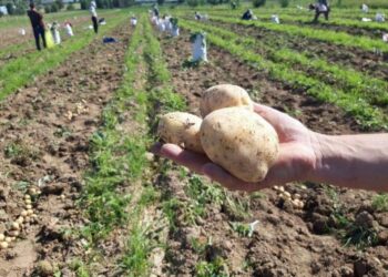 ТҮРКІСТАН: САРЫАҒАШТА ЕРТЕ ПІСЕТІН КАРТОП ЖИНАЛУДА