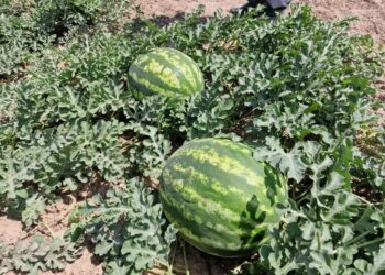 ТҮРКІСТАН: КЕЛЕСТІК ДИҚАНДАР РЕСЕЙГЕ ҚАРБЫЗ ЭКСПОРТЫН БАСТАДЫ