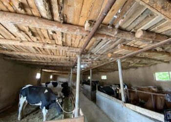 ТҮРКІСТАН: САЙРАМДЫҚТАР «АУЫЛ АМАНАТЫ» ЖОБАСЫМЕН КӘСІБІН ЖАНДАНДЫРА БАСТАДЫ