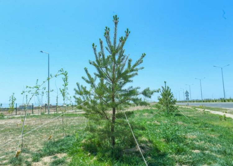 ТҮРКІСТАННЫҢ «ЖАСЫЛ БЕЛДЕУІ» ҰЛҒАЙҒАНДА ЭКОЛОГИЯ ЖАҚСАРА ТҮСЕДІ