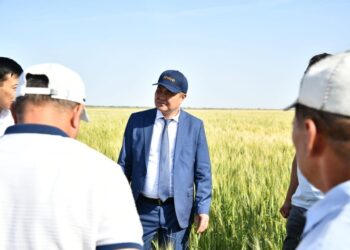 ТҮРКІСТАН: ОТЫРАРЛЫҚ ШАРУАЛАР БИДАЙ АЛҚАБЫН КЕҢЕЙТІП, СУДЫ ҮНЕМДЕМЕК