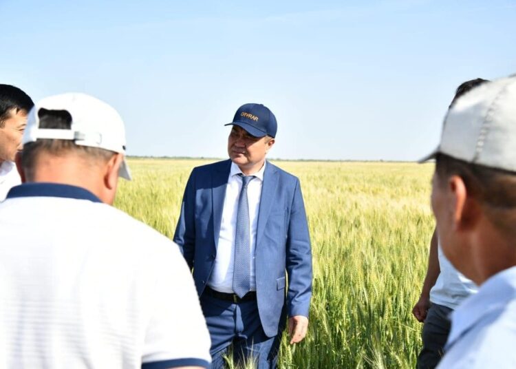 ТҮРКІСТАН: ОТЫРАРЛЫҚ ШАРУАЛАР БИДАЙ АЛҚАБЫН КЕҢЕЙТІП, СУДЫ ҮНЕМДЕМЕК