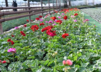 ТҮРКІСТАН ОБЛЫСЫНДА ОРТАҚ ЖАЙЫЛЫМ КӨЛЕМІ 1 МИЛЛИОН ГЕКТАРҒА ҰЛҒАЙТЫЛАДЫ