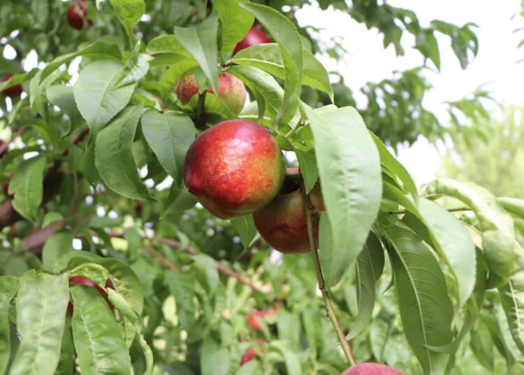 ТҮРКІСТАН: КЕНТАУЛЫҚ ТҰРҒЫН ҮЙ АУЛАСЫНДА БАЛЫҚ ӨСІРІП, БАУ-БАҚШАСЫНАН МОЛ ӨНІМ АЛЫП ОТЫР