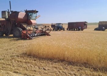 ТҮРКІСТАН: САЙРАМ АУДАНЫНДА АСТЫҚ ОРУ НАУҚАНЫ ҚЫЗА ТҮСТІ