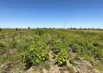 ТҮРКІСТАН ОБЛЫСЫНДАҒЫ ЕЛДІ МЕКЕНДЕРГЕ АРНАЙЫ ТҰҚЫМБАҚТАР БЕКІТІЛДІ