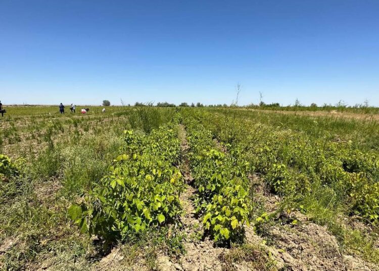 ТҮРКІСТАН ОБЛЫСЫНДАҒЫ ЕЛДІ МЕКЕНДЕРГЕ АРНАЙЫ ТҰҚЫМБАҚТАР БЕКІТІЛДІ