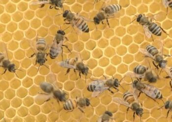 ТҮРКІСТАН: ЖЕТІСАЙЛЫҚ ТҰРҒЫН БАЛ АРА АСЫРАП, БЕРЕКЕСІН АРТТЫРЫП ОТЫР