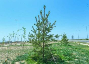 «ЖАСЫЛ БЕЛДЕУ» ЭКОЛОГИЯНЫ ЖАҚСАРТАДЫ