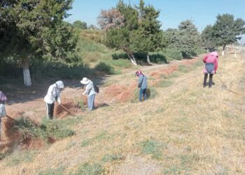 СЕНБІЛІКТЕ 50 ТОННА ҚОҚЫС ШЫҒАРЫЛДЫ