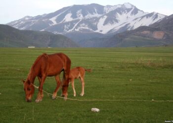 ҚОРШАҒАН ОРТАНЫҢ ТАЗАЛЫҒЫН САҚТАУ БАСТЫ МІНДЕТІМІЗ