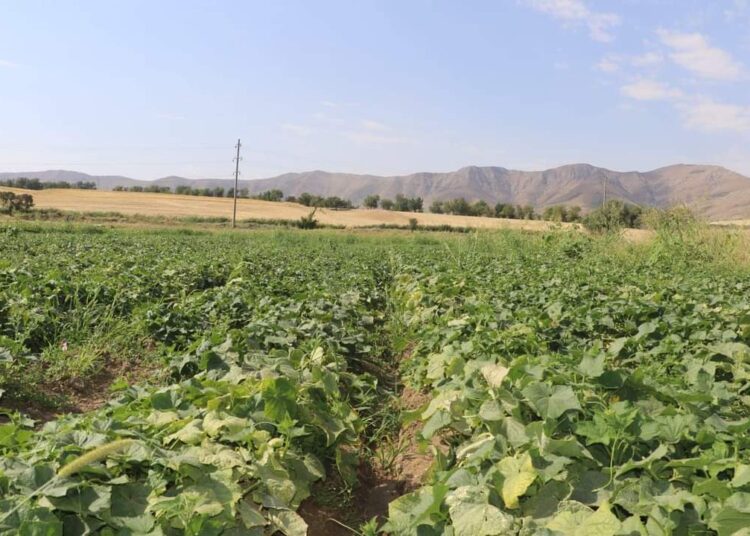 ТҮРКІСТАН: ТҮЛКІБАСТЫҚ КӘСІПКЕР ЕГІСТІК АЛҚАБЫНАН ТӘУЛІГІНЕ ТӨРТ ТОННА ҚИЯР АЛАДЫ