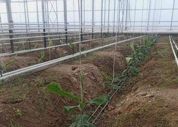 ТҮРКІСТАН ОБЛЫСЫНДА ЕЛІМІЗ БОЙЫНША АЛҒАШ РЕТ БАНАН ӨСІРІЛЕ БАСТАДЫ