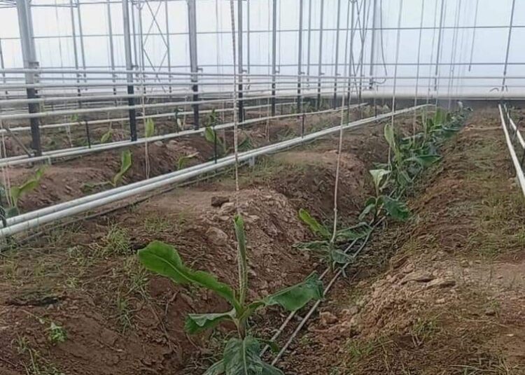 ТҮРКІСТАН ОБЛЫСЫНДА ЕЛІМІЗ БОЙЫНША АЛҒАШ РЕТ БАНАН ӨСІРІЛЕ БАСТАДЫ