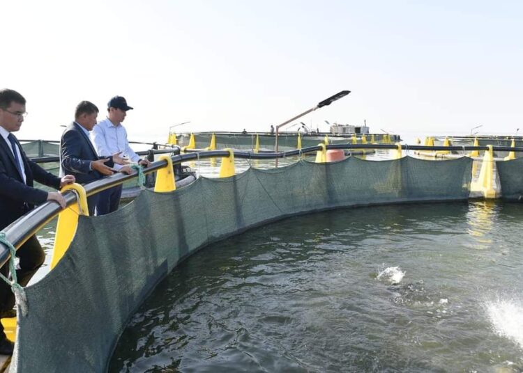 ШАРДАРАНЫҢ БАЛЫҒЫН БАКЛАН ЖЕП ЖАТЫР