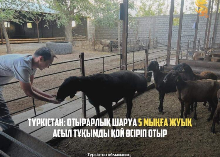 ТҮРКІСТАН: ОТЫРАРЛЫҚ ШАРУА 5 МЫҢҒА ЖУЫҚ АСЫЛ ТҰҚЫМДЫ ҚОЙ ӨСІРІП ОТЫР