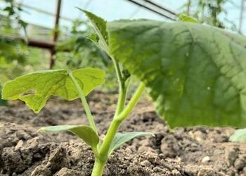 ТҮРКІСТАН: ЖЕТІСАЙДА «АУЫЛ АМАНАТЫМЕН» 51 ЖОБА МАҚҰЛДАНДЫ