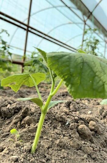 ТҮРКІСТАН: ЖЕТІСАЙДА «АУЫЛ АМАНАТЫМЕН» 51 ЖОБА МАҚҰЛДАНДЫ