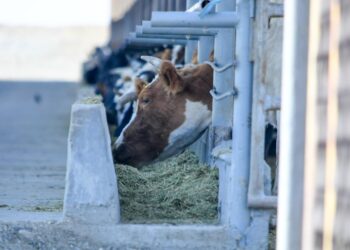 ТҮРКІСТАН: АУЫЛ ШАРУАШЫЛЫҒЫ САЛАСЫНДА 329,1 МЛРД. ТЕҢГЕНІ ҚҰРАЙТЫН 110 ИНВЕСТИЦИЯЛЫҚ ЖОБА ІСКЕ АСАДЫ